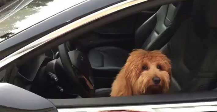 Tesla nghiên cứu chế độ điều hòa cứu sống thú cưng trên xe hơi